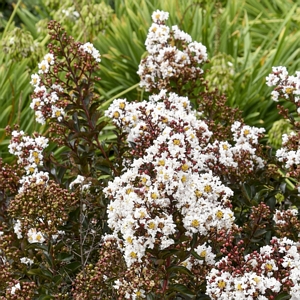 Crape Myrtle Ebony and Ivory